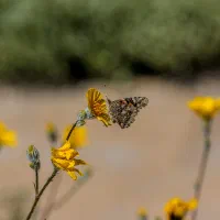 Butterfly resting on a yellow wildflower