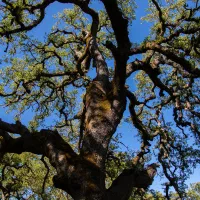 Broad tree canopy against a clear blue sky