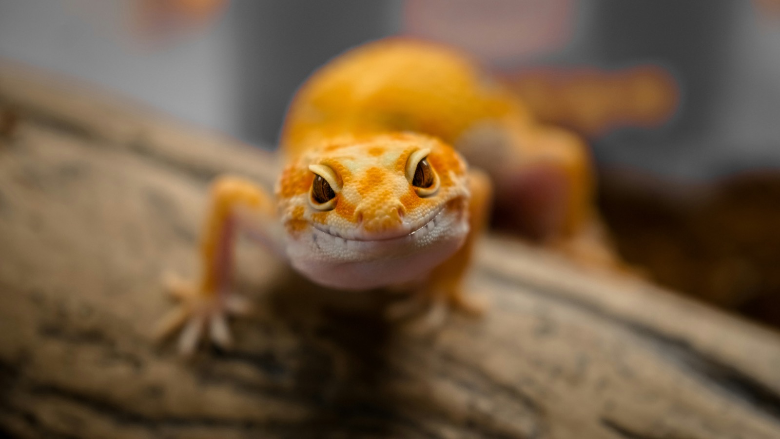 Close-up of a gecko on rock (placeholder)