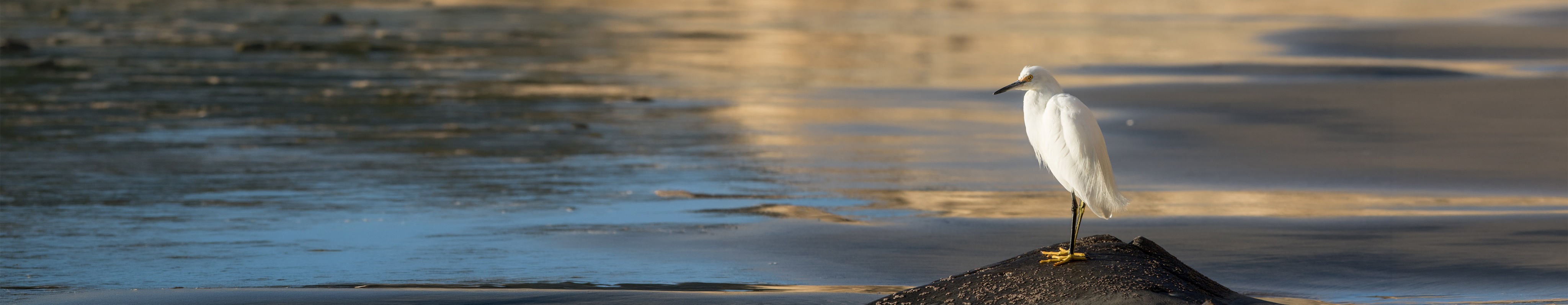 An egret standing in shallow coastal water
