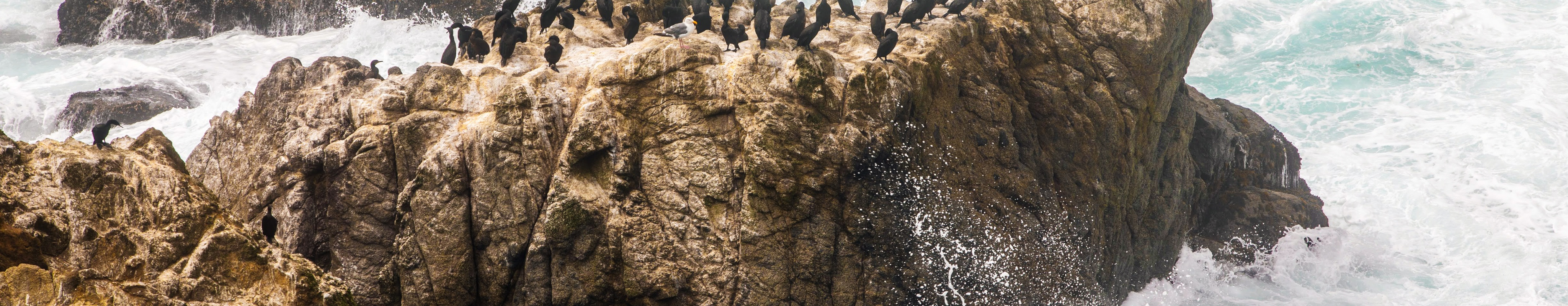Shorebirds gathered on rocks beside breaking waves